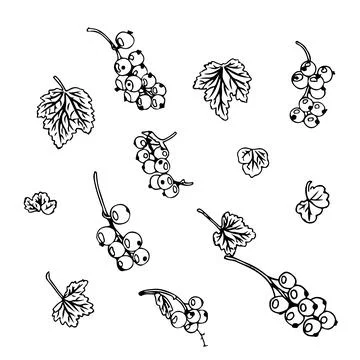Set of currant berries in doodle style. Vector illustration on white background. Stock Illustration