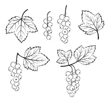 Set of Currant Pictograms Stock Illustration