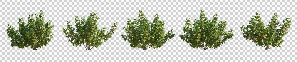 Set of currant red ribes rubrum bush shrub isolated png cutout Fotos Stock