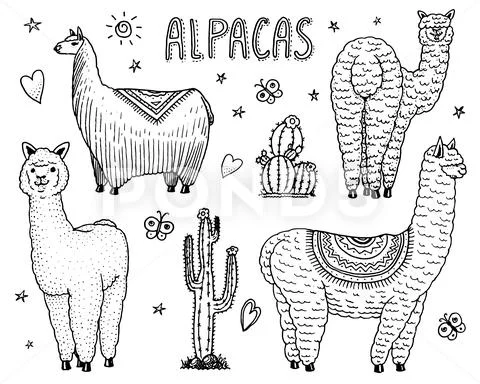 Set of cute Alpaca Llamas or wild guanaco on the background of Cactus. Funny Stock Illustration