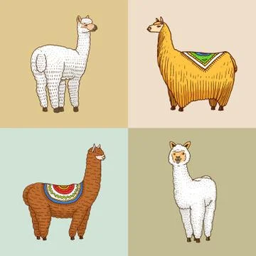 Set of cute Alpaca Llamas or wild guanaco on the background of Cactus and Stock Illustration