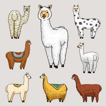 Stock-illustrationen Lama Alpaca face avatar. Animal emoji.