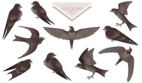 Set of cute black swift sitting and flying on white background cartoon bird Stock Illustration