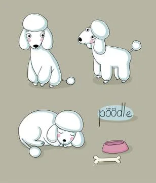 Set of cute poodle illustration in different poses Stock Illustration
