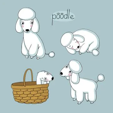 Set of cute poodle illustration in different poses Stock Illustration