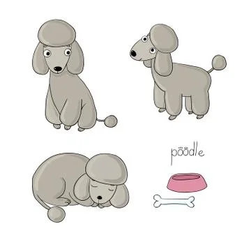 Set of cute poodle illustration in different poses Stock Illustration