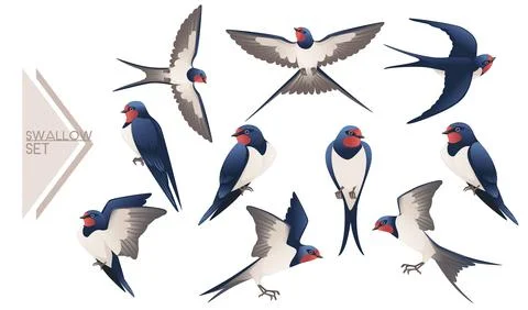 Set of cute swallow flying and sitting on white background cartoon bird animal Stock Illustration