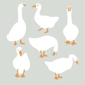 Set of cute white geese. Vector goose illustration Stock Illustration