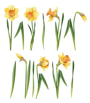 Set of daffodil on an isolated background in cartoon style. Spring yellow f.. Stock Illustration