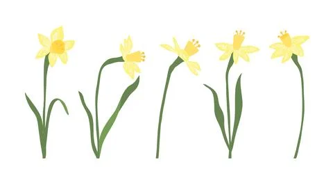 Set of daffodils, spring yellow flowers. Vector drawing of wild plants isolated イラスト素材