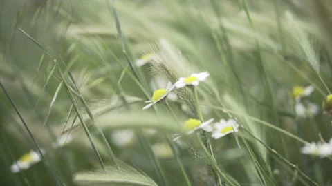 Set of daisy flowers among ears of wheat in Andorra Stock Footage 221513402