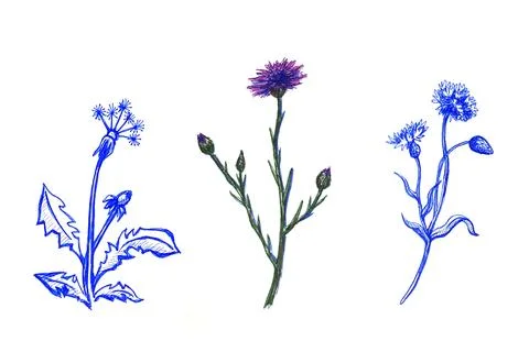Set of Dandelions. Marker drawing. Isolated plant elements for your design. Stock Illustration
