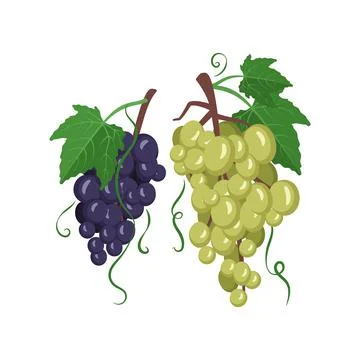 Set of dark and light grapes on branches with berries and leaves Illustrazione stock