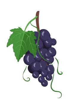 Set of dark grapes on branches with berries and leaves Illustration