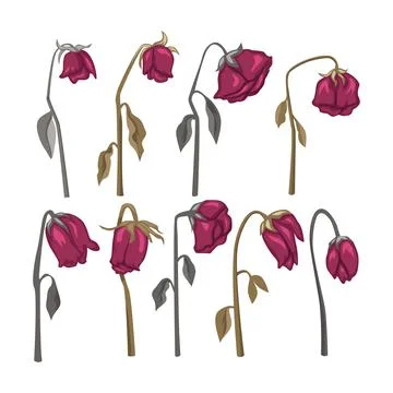Set of dead rose flower collection, Lonely, Fall, wilted rose, dried flower.. Stock Illustration