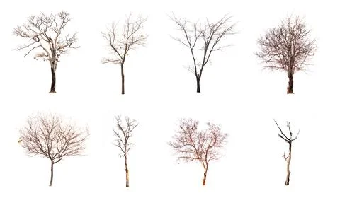 Set of dead tree isolated on white background Stock Photos