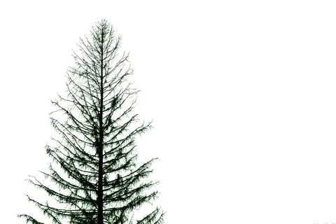 Set of dead trees Stock Photos