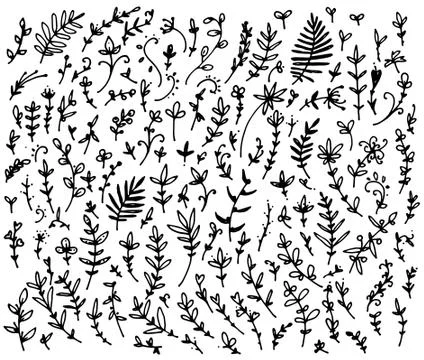 A set of deciduous branches drawn by hand . Vector hand-drawn illustration in a Stock Illustration