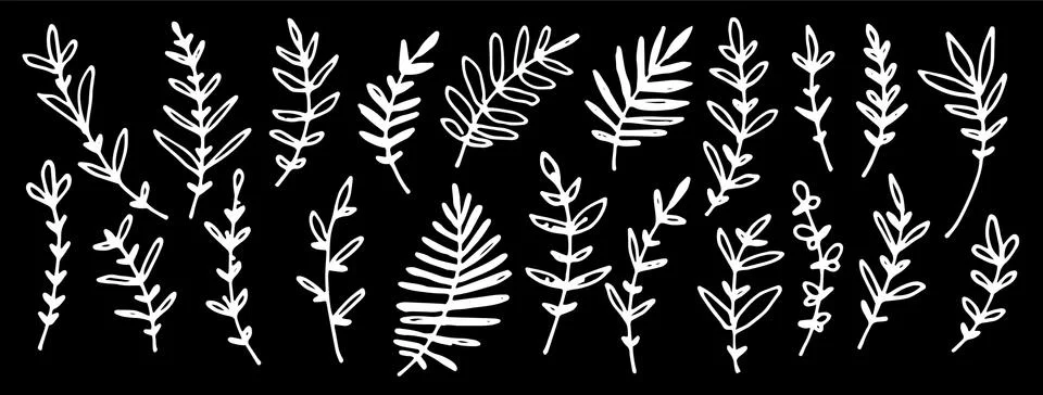 A set of deciduous branches drawn by hand . Vector hand-drawn illustration in a Stock Illustration