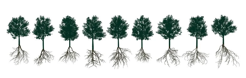 Set of deciduous trees with root systems. Vector illustration Stock Illustration