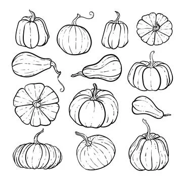 Set of decorative black and white pumpkins. Hand drawn sketch vector autumn.. Stock Illustration