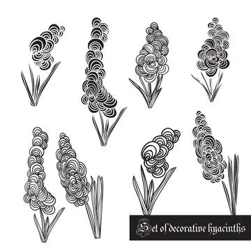 Set of decorative elements, hyacinth and leaves, black and white Stock Illustration