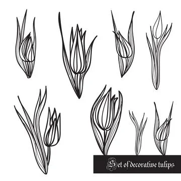 Set of decorative elements, tulips and leaves, black and white Illustrazione stock