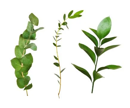 Set of decorative eucalyptus and ruscus green leaves Stock Photos