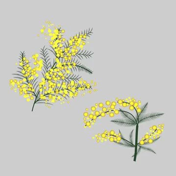A set of decorative mimosa branches with bright yellow fluffy flowers and d.. Stock Illustration
