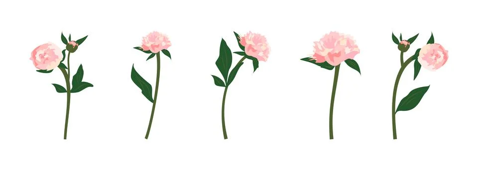 Set of delicate pink spring and summer peonies flowers with stems, leaves and Stock Illustration