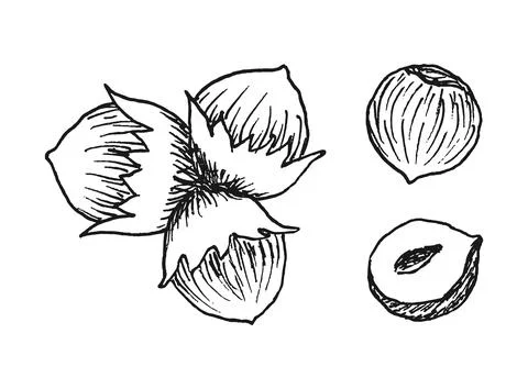 Set of detailed hand drawn hazelnuts isolated on white background. Stock Illustration