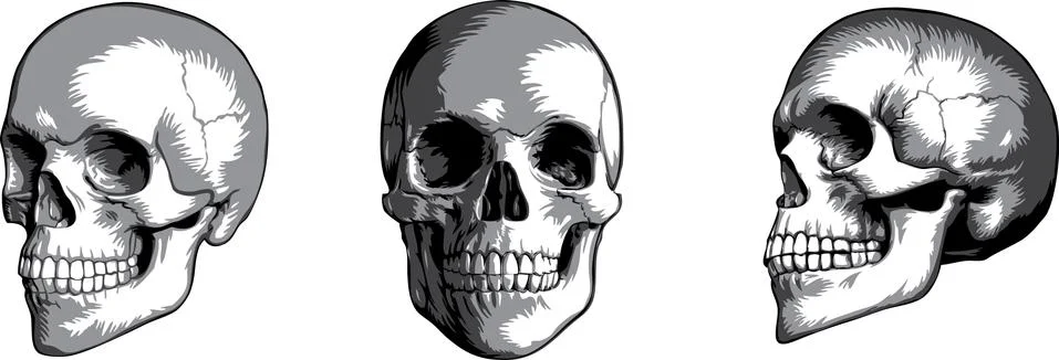 Set of detailed skull head vector illustration Stock Illustration