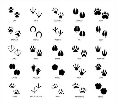 Set of different animals and birds silhouette tracks Stock Illustration