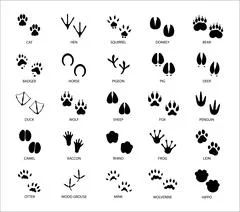 Animal Footprints Variety Of Animal Paw Prints Stock Illustration