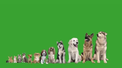Set of different animals on a green screen Stock-Footage 99048497