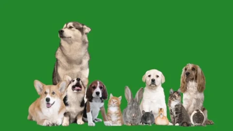 Set of different animals on a green screen Stock Footage 99048517