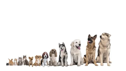 Set of different animals on white background Stock-Footage 99048493