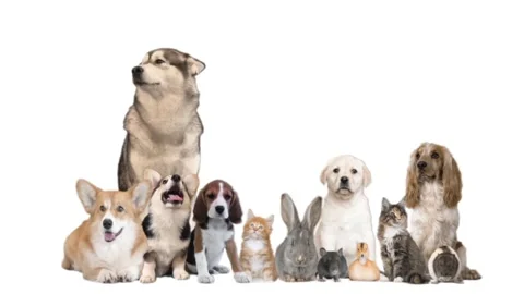 Set of different animals on white background Stock Footage 99048535