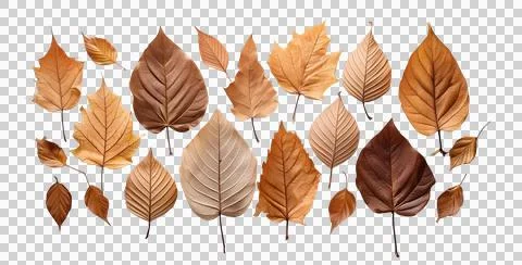 Set of different autumn leaves on a transparent background Stock Illustration