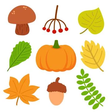 Set of different autumn natural elements. Fall leaves, mushroom, berries, acorn  库存插图