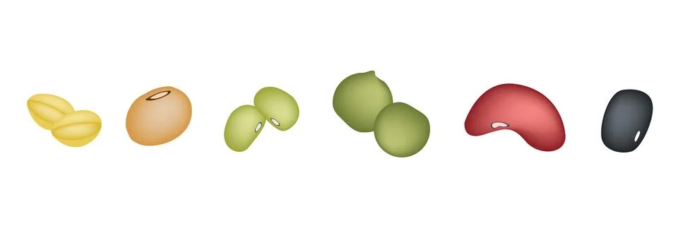 Set of Different Beans in A Row Illustrazione stock