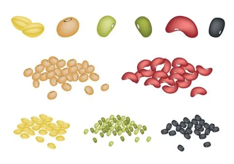 Set of Different Beans on White Background Illustrazione stock