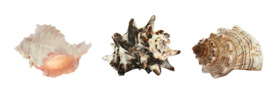 Set of different beautiful sea shells on white background. Banner design Stock Photos