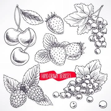 Set with different berries Illustrazione stock