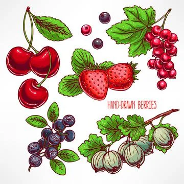 Set with different berries Stock Illustration