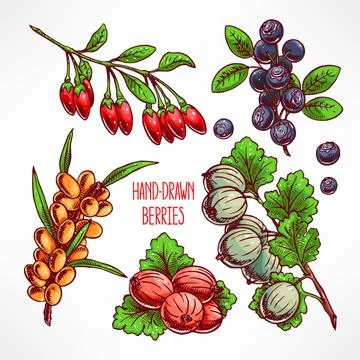 Set with different berries Stock Illustration
