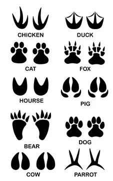 Set of different black animals and bird footprint with text Stock Illustration