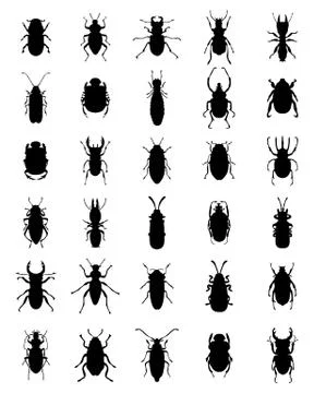 Set of different black ladybugs Stock Illustration