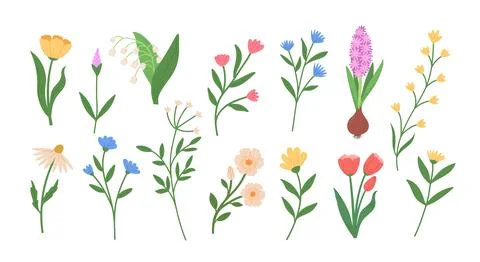 Set of different blossom spring flowers. Botanical vector illustrations.  W.. Stock-Illustration