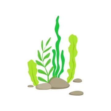 Set Of Different Bottom Underwater Algae Growing On The Rock Stock Illustration